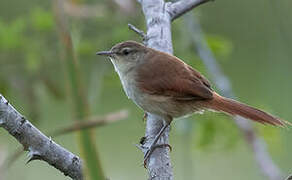 Yellow-chinned Spinetail