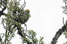 Synallaxe à gorge rayée