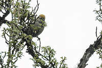 Synallaxe à gorge rayée