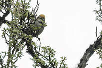 Synallaxe à gorge rayée