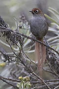 Eye-ringed Thistletail