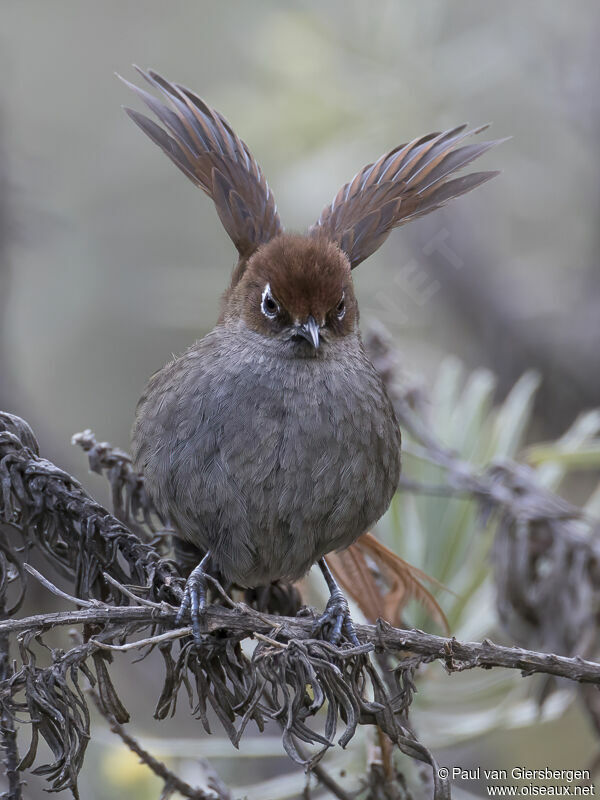 Eye-ringed Thistletailadult