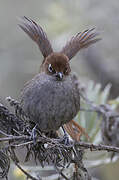 Eye-ringed Thistletail