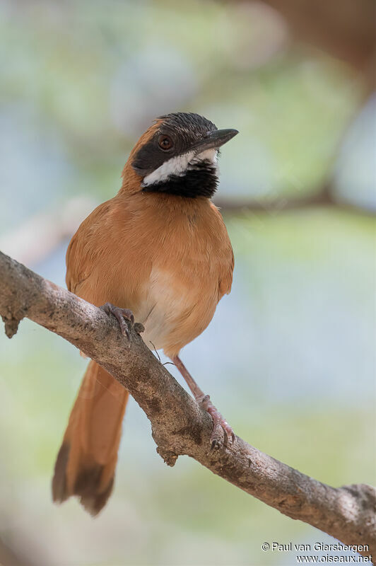 White-whiskered Spinetailadult