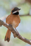 White-whiskered Spinetail