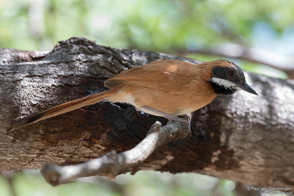 White-whiskered Spinetailadult