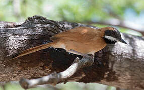 White-whiskered Spinetail