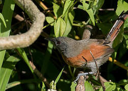 Rufous-breasted Spinetail