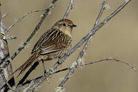 Synallaxe à queue marbrée