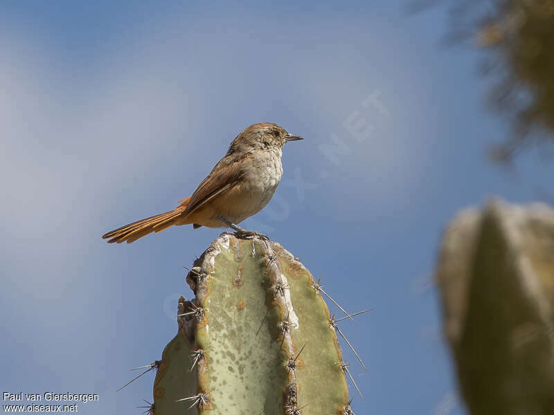 Pale-tailed Canasteroadult