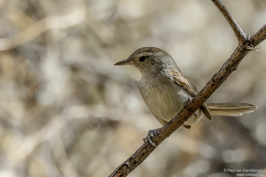 Synallaxe à queue pâle