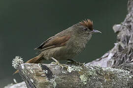 Ash-browed Spinetail