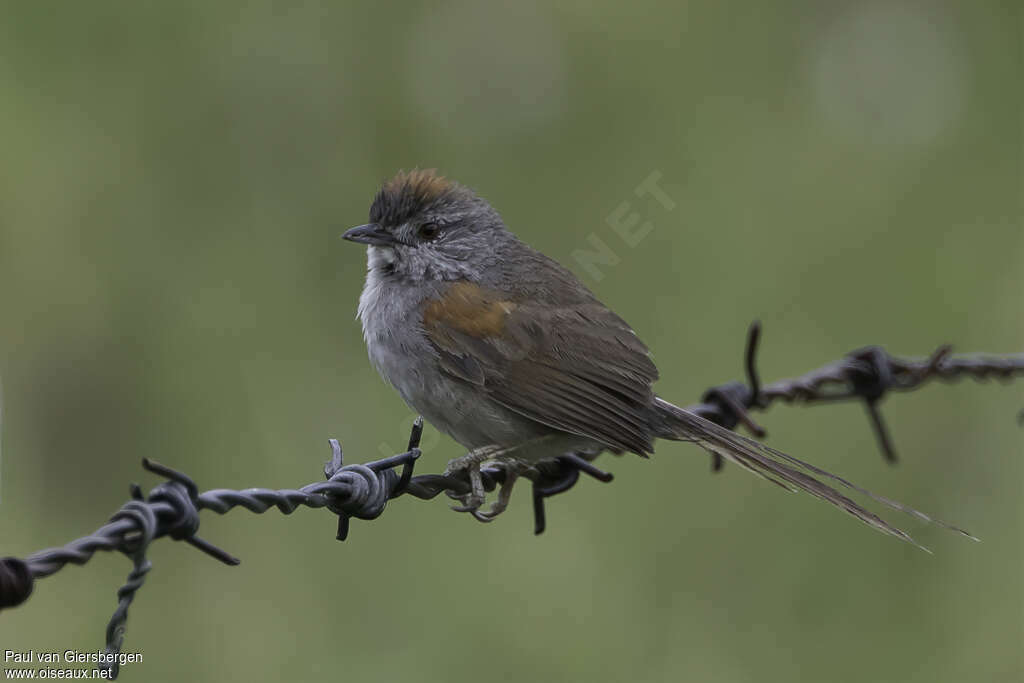 Synallaxe albaneadulte, identification