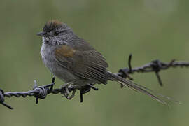 Pale-breasted Spinetail