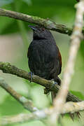 Slaty Spinetail