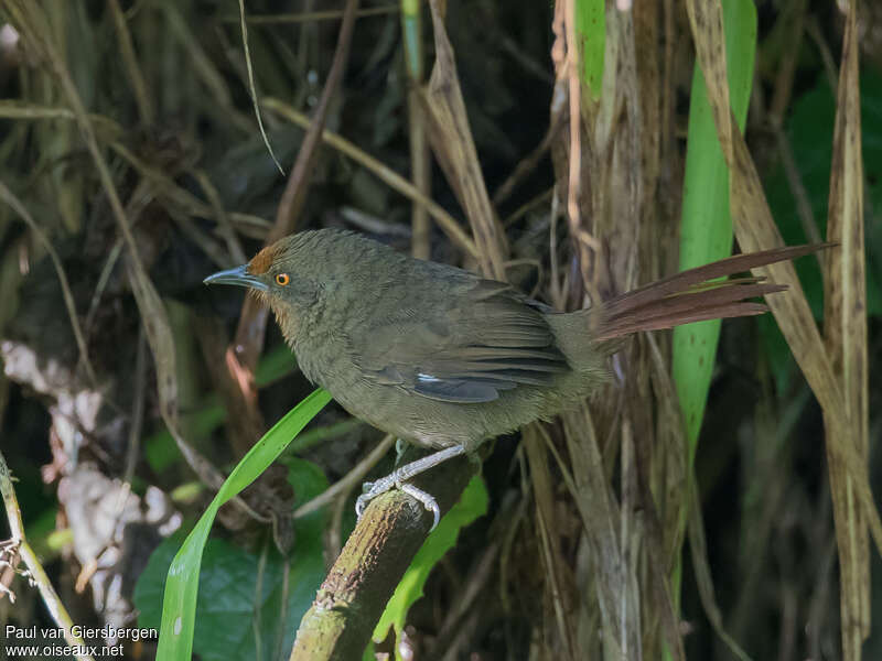 Orange-eyed Thornbirdadult, identification
