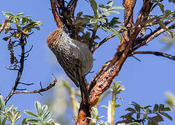 Rusty-crowned Tit-Spinetail