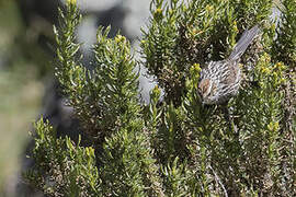 Rusty-crowned Tit-Spinetail