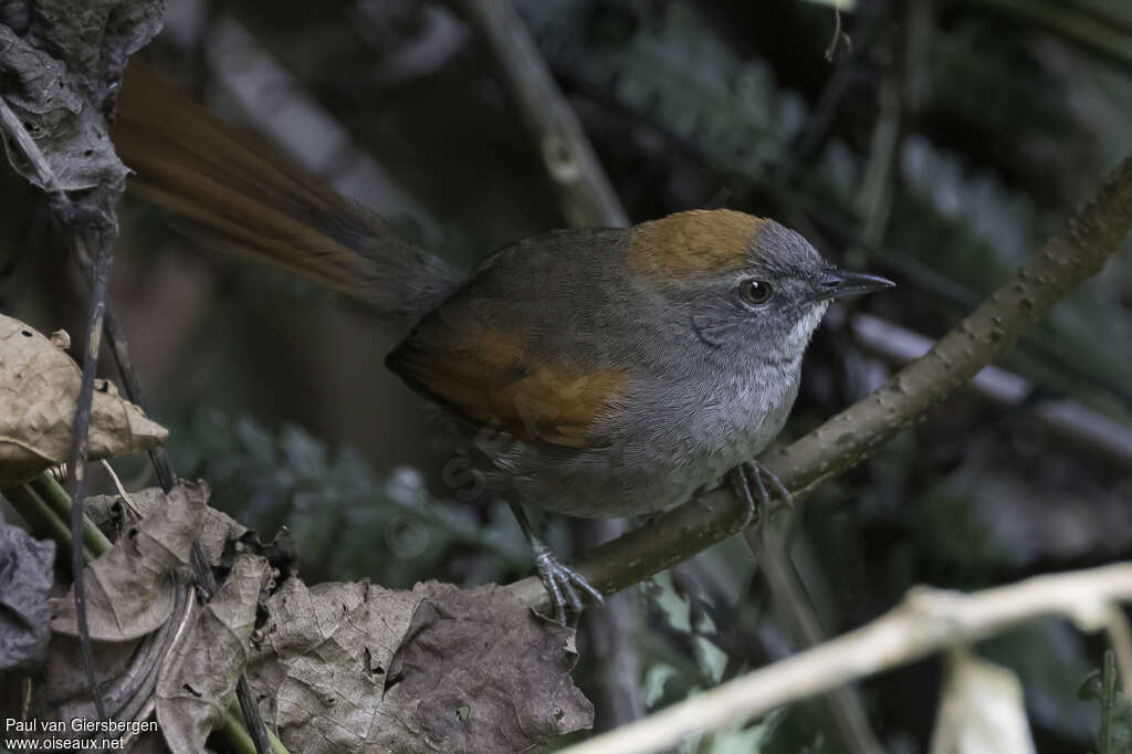 Synallaxe d'Azaraadulte, identification