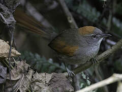 Azara's Spinetail