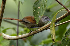 Synallaxe de Cayenne