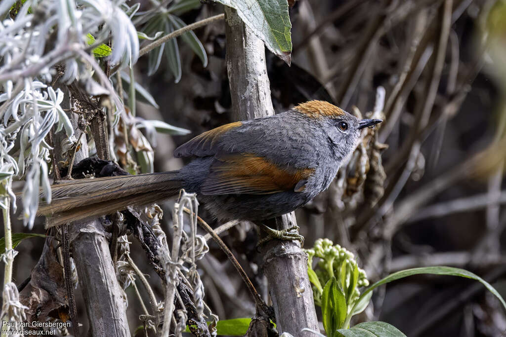 Synallaxe de Coursen