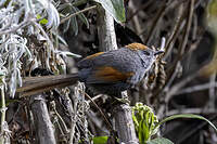 Synallaxe de Coursen