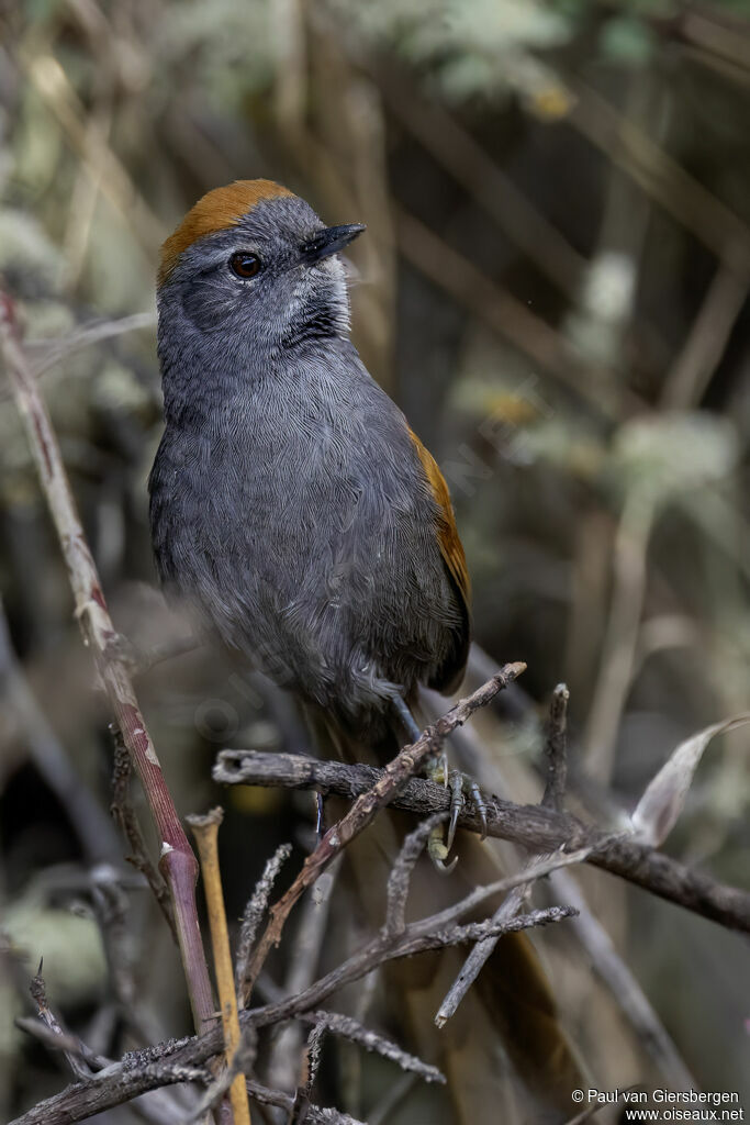 Synallaxe de Coursen