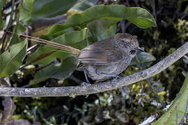 Puna Thistletail