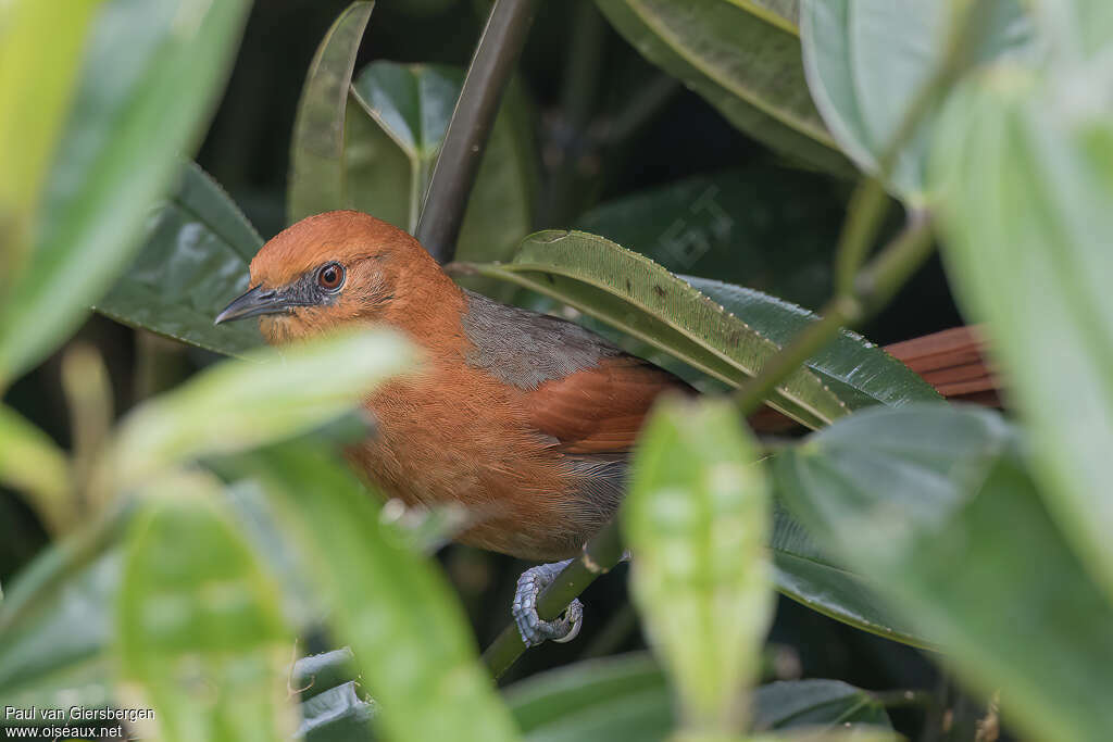 Rusty-headed Spinetail adult