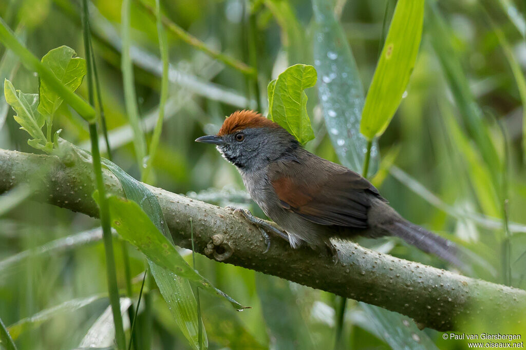 Spix's Spinetail