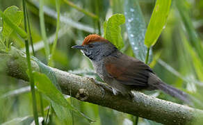 Spix's Spinetail