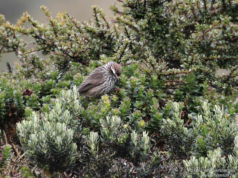 Andean Tit-Spinetail