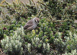 Andean Tit-Spinetail