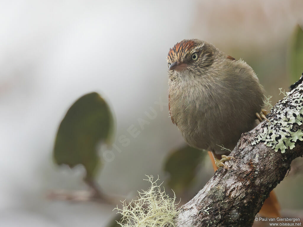 Streak-capped Spinetailadult