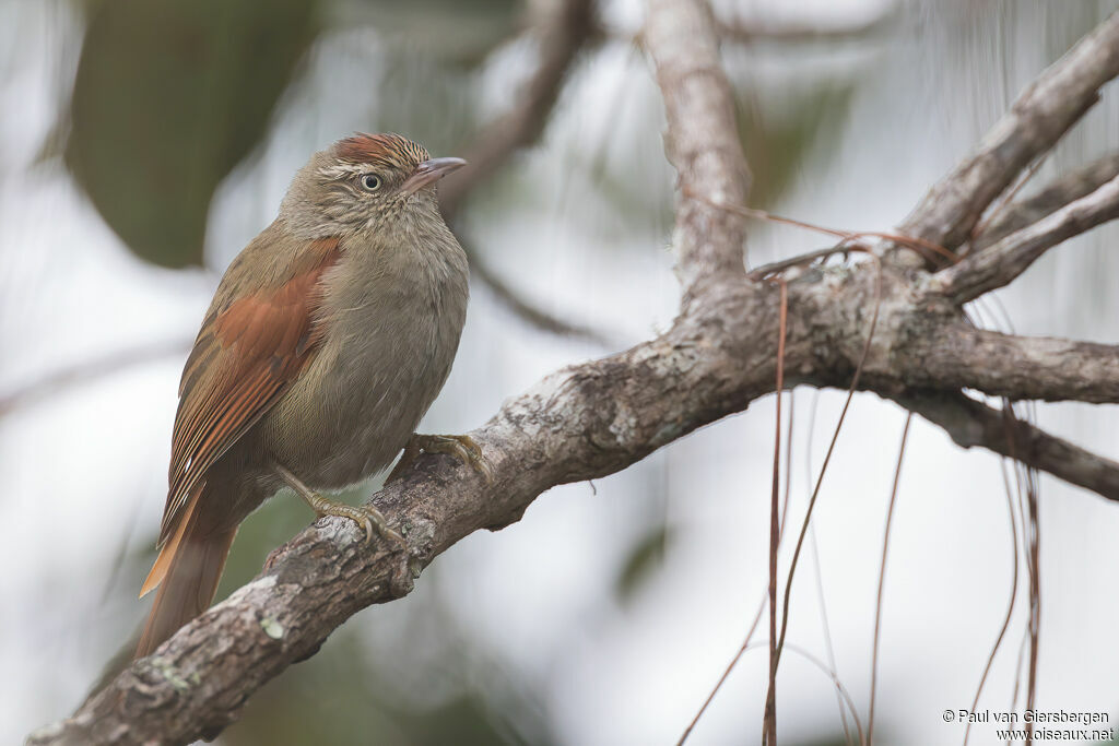 Streak-capped Spinetail