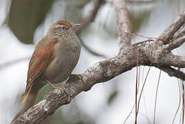 Streak-capped Spinetail