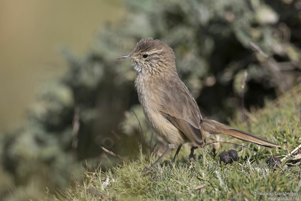 Cordilleran Canasteroadult