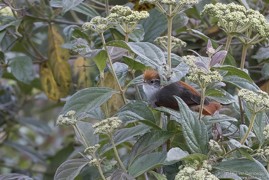 Line-cheeked Spinetailadult