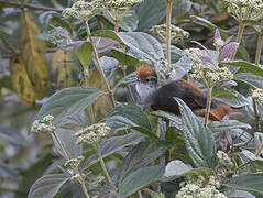 Line-cheeked Spinetail