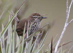 Line-fronted Canastero