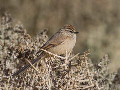 Plain-mantled Tit-Spinetail