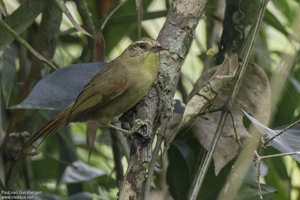 Olive Spinetailadult