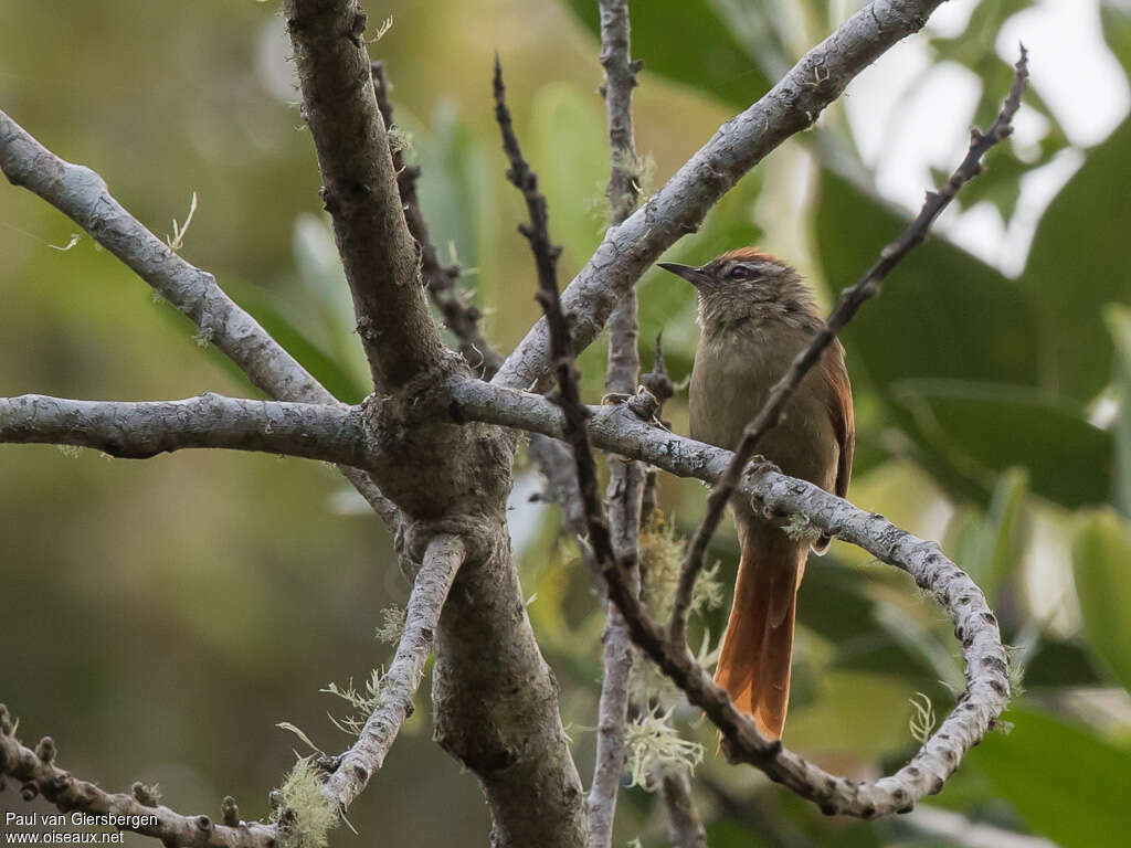 Pallid Spinetailadult