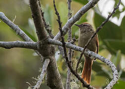 Pallid Spinetail