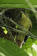 Speckled Spinetail