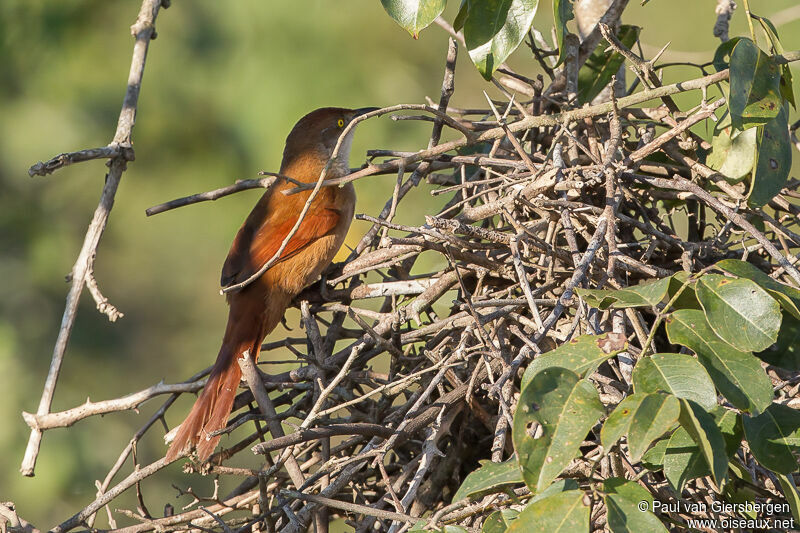 Greater Thornbird