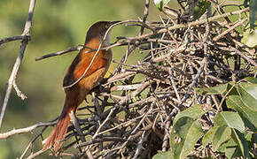 Greater Thornbird