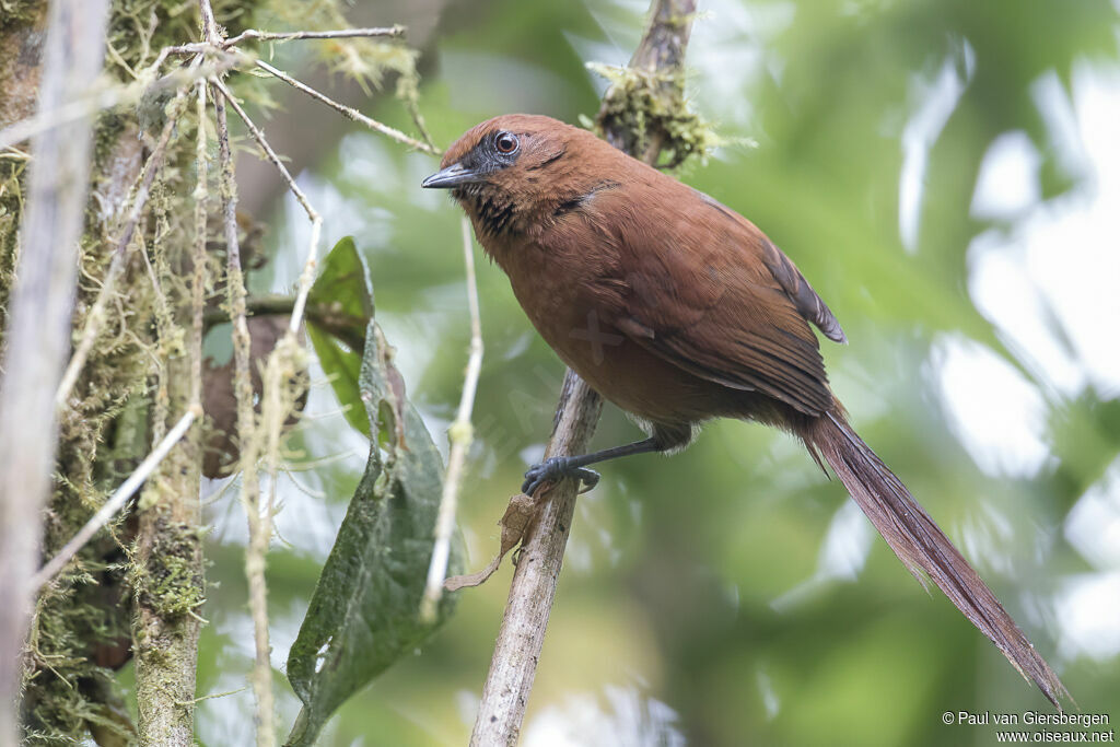 Rufous Spinetailadult