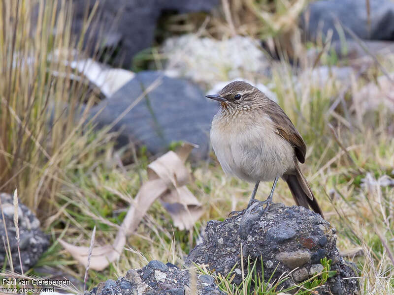 Streak-throated Canastero, close-up portrait, pigmentation